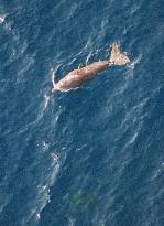 Dugong spotted in Pacific off Nago